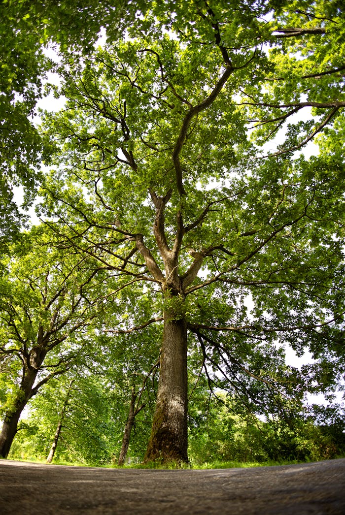 A towering oak tree with vibrant green foliage in a serene forest.